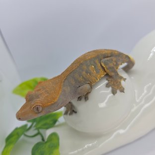카푸치노
