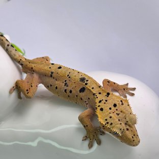 팥붕