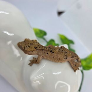 슈퍼달마시안 레드