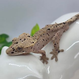 슈퍼달마시안