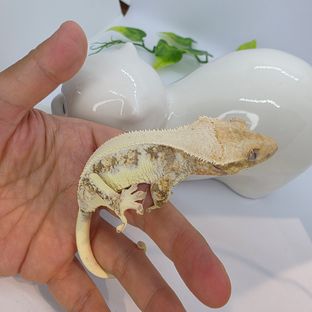 릴리화이트