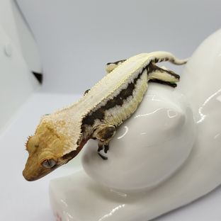 릴리화이트