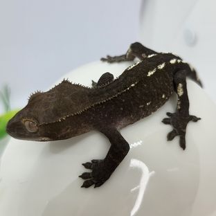 아잔틱