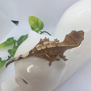 세이블