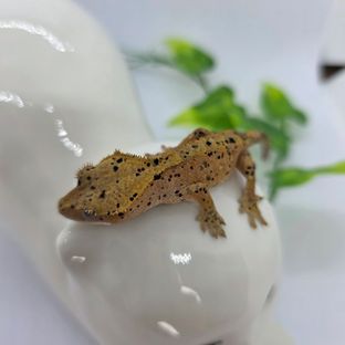 슈퍼달마시안