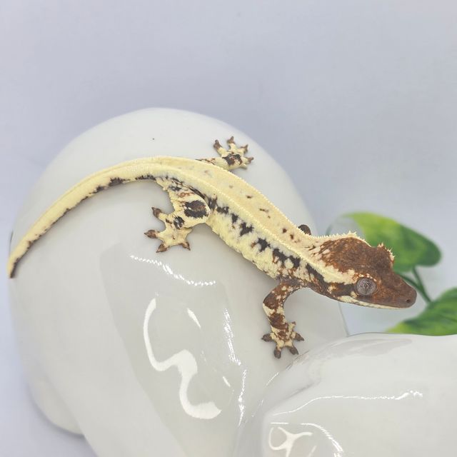프라푸치노