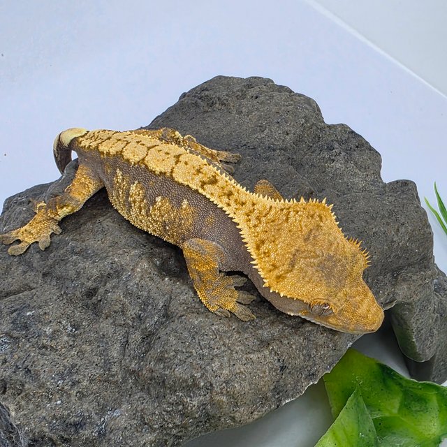 트라이 익스트림할리퀸