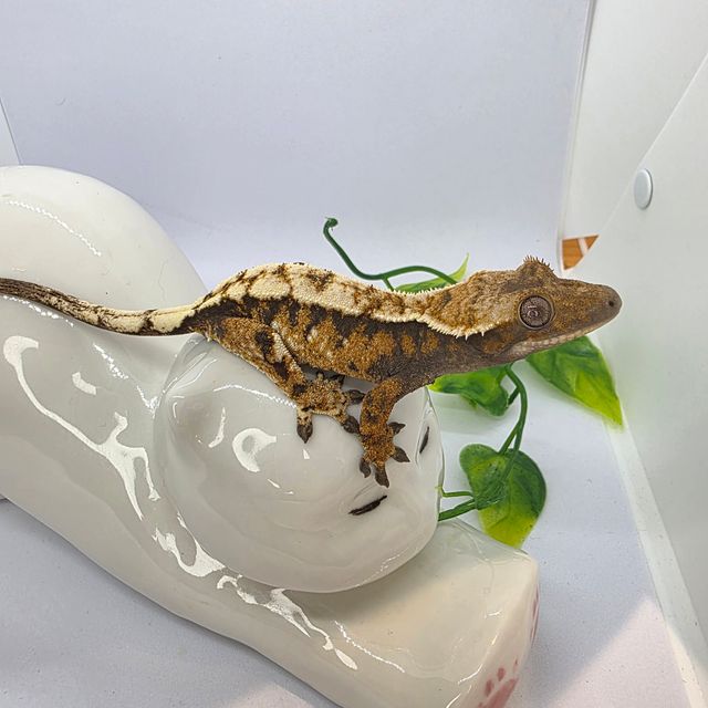 세이블