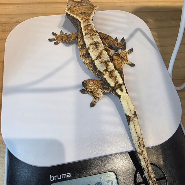 세이블