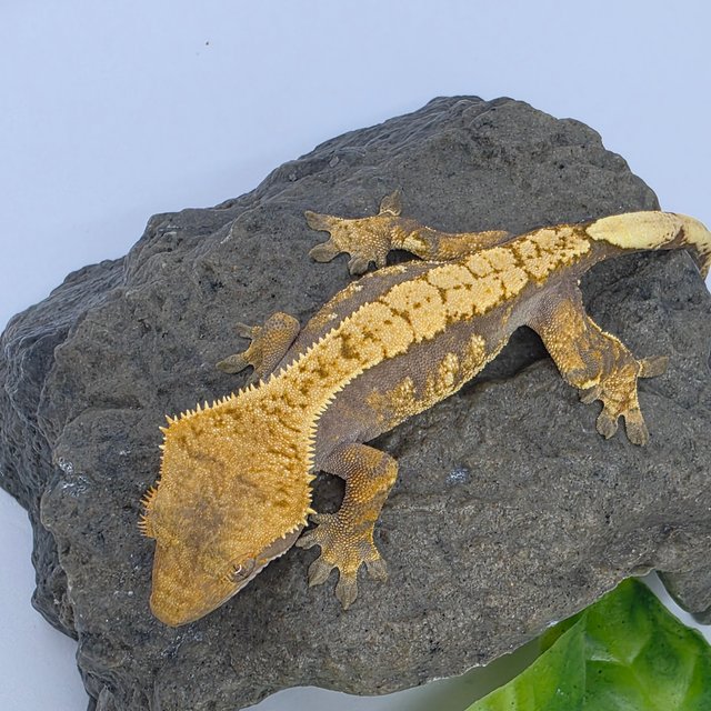 트라이 익스트림할리퀸