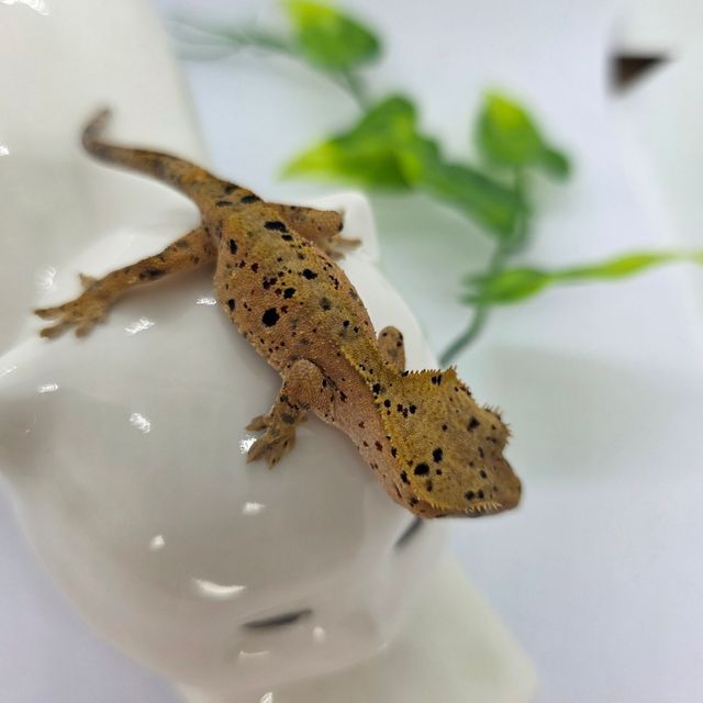 슈퍼달마시안