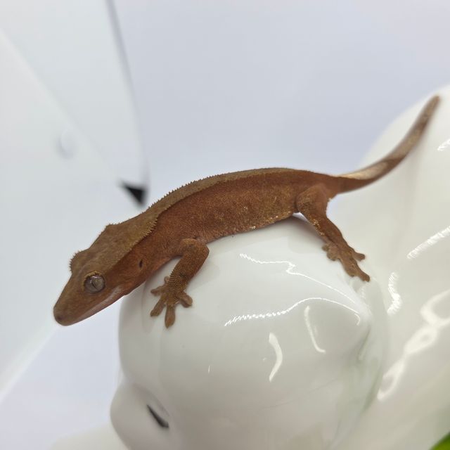 바이 레드