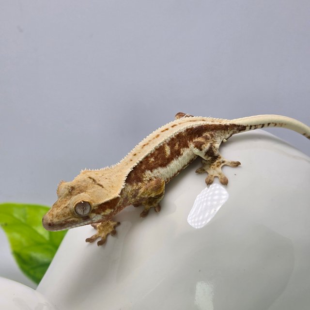 릴리화이트 레드