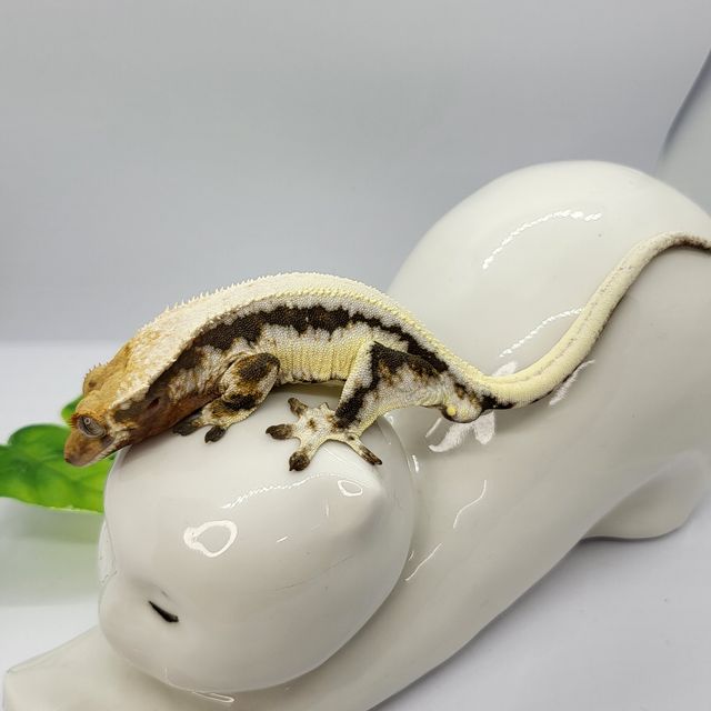 릴리화이트