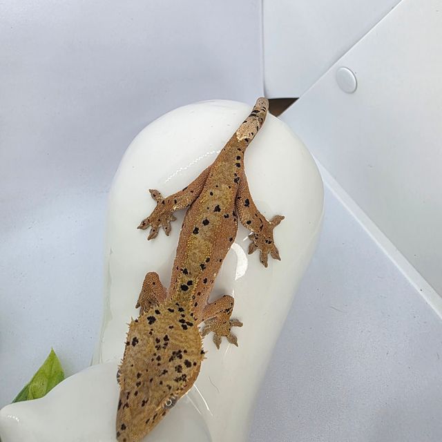슈퍼달마시안 레드