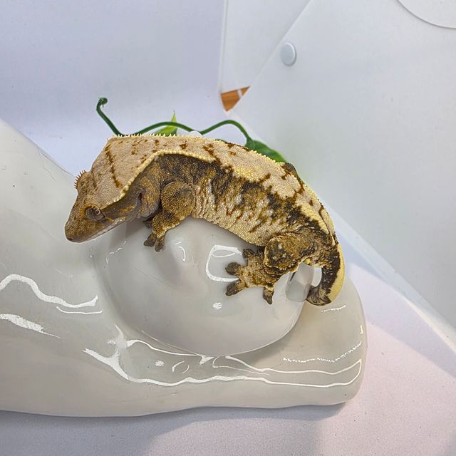익스트림할리퀸 타이거