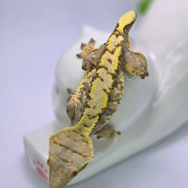 익스트림할리퀸 타이거