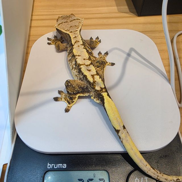 익스트림할리퀸 타이거