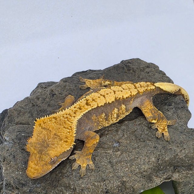 트라이 익스트림할리퀸