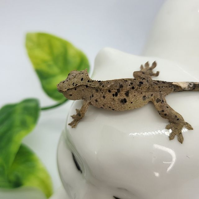 슈퍼달마시안