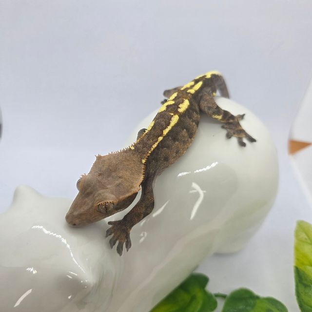 카푸치노