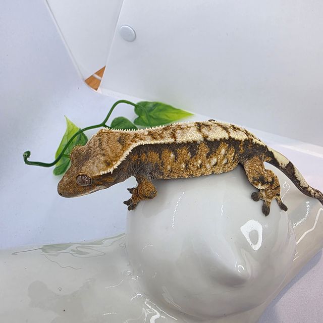 세이블