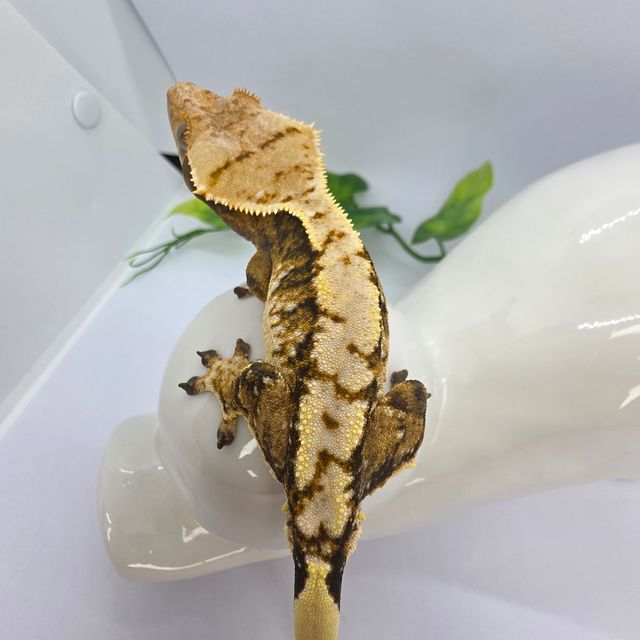 익스트림할리퀸 타이거