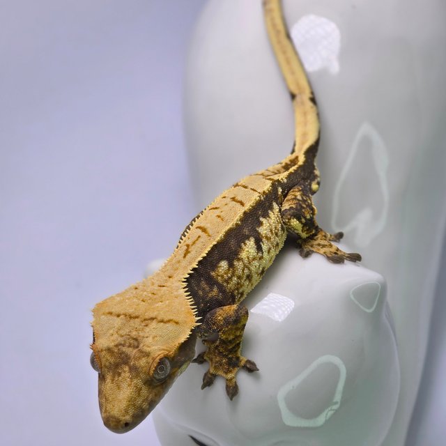 트라이 익스트림할리퀸