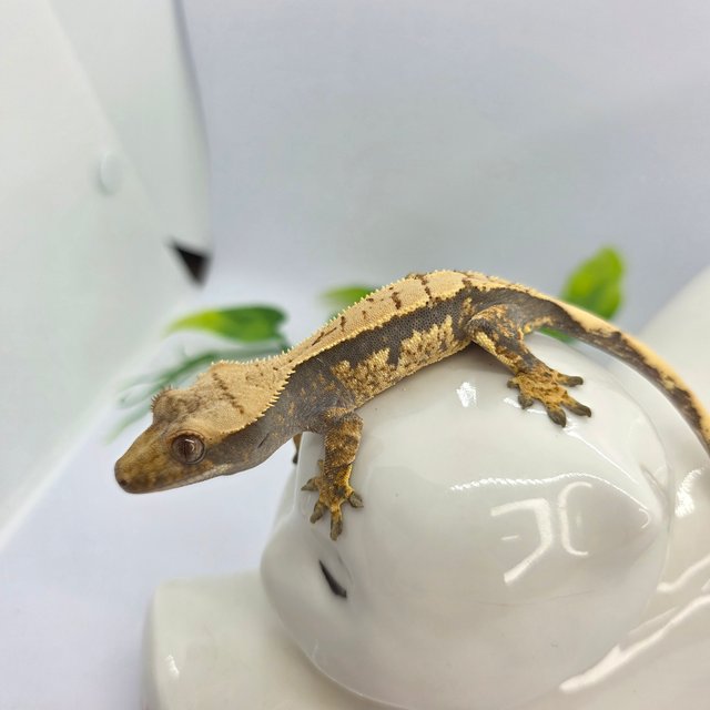 트라이 익스트림할리퀸