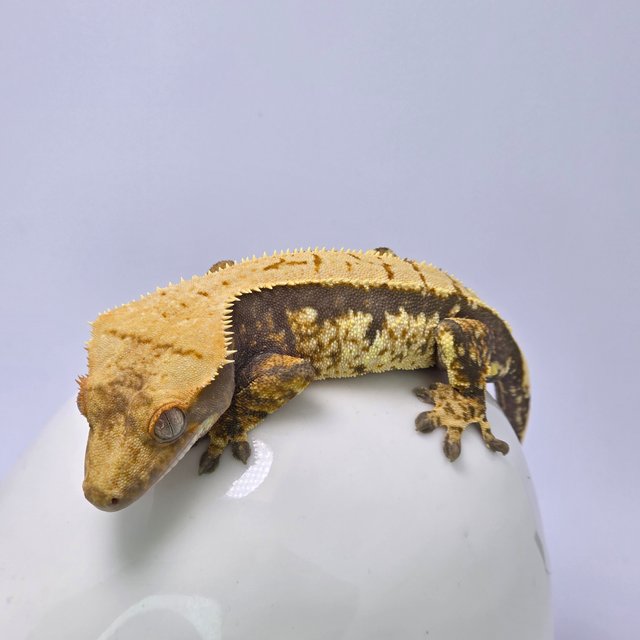 트라이 익스트림할리퀸