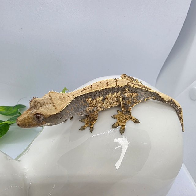 트라이 익스트림할리퀸