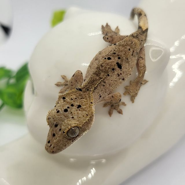 슈퍼달마시안