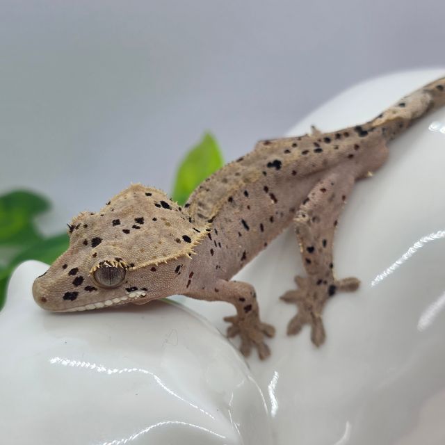 슈퍼달마시안