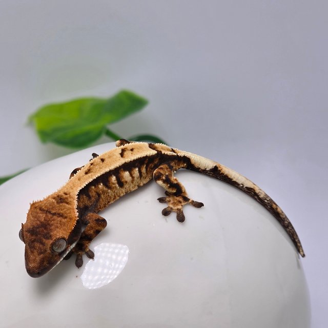 세이블 다크 할로윈