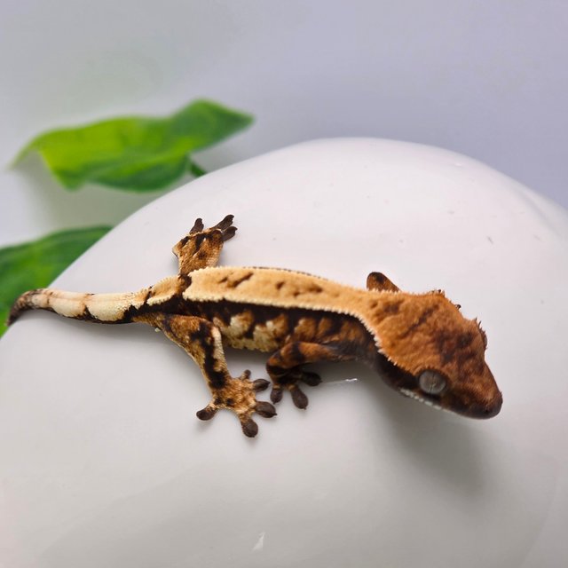 세이블 다크 할로윈