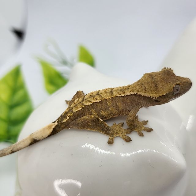 노멀 할리퀸