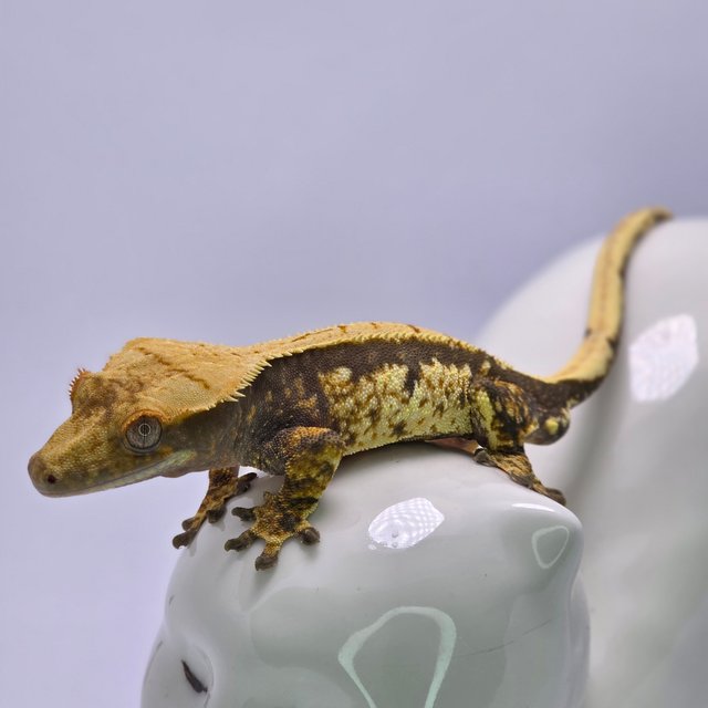 트라이 익스트림할리퀸