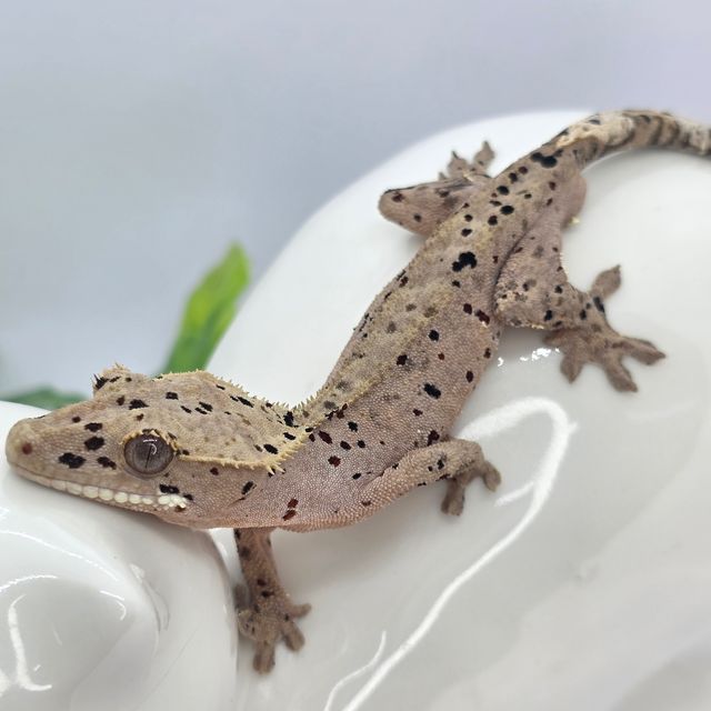 슈퍼달마시안