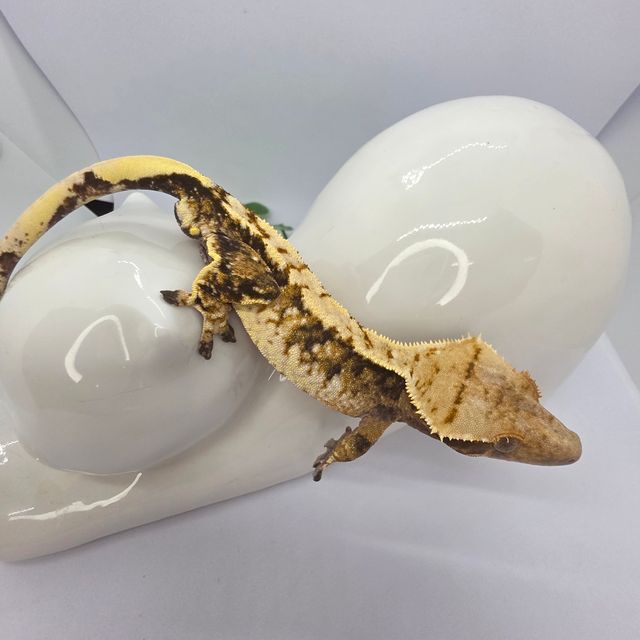 익스트림할리퀸 타이거