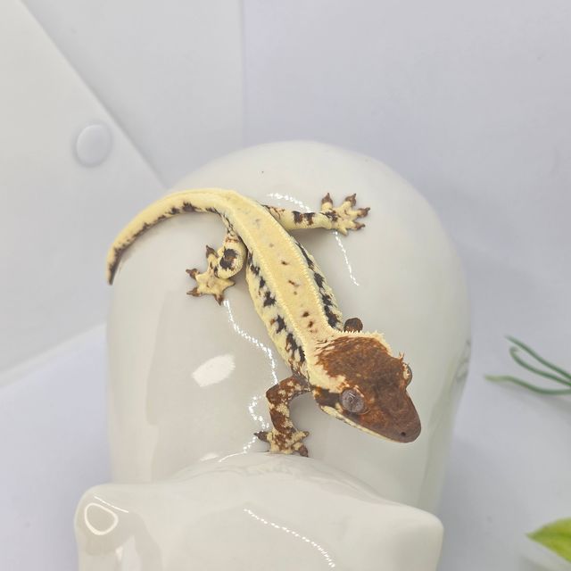 프라푸치노