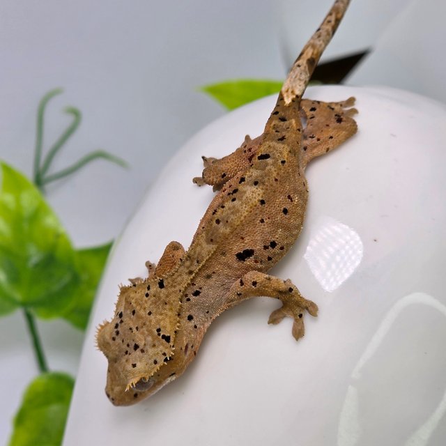 슈퍼달마시안 레드