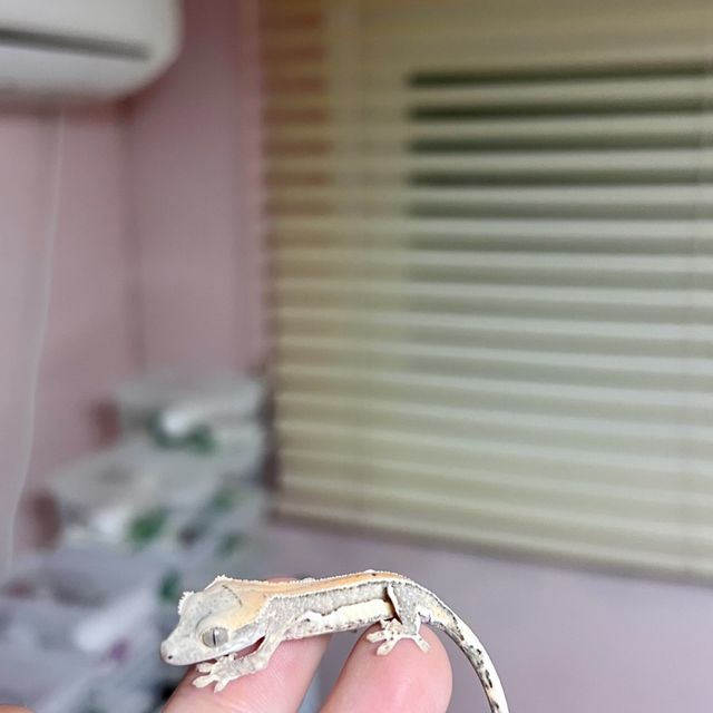 릴리화이트