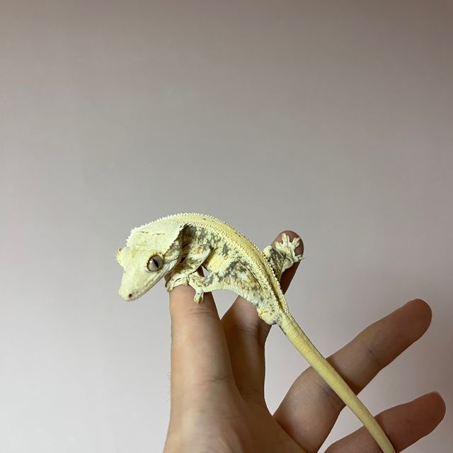 릴리화이트