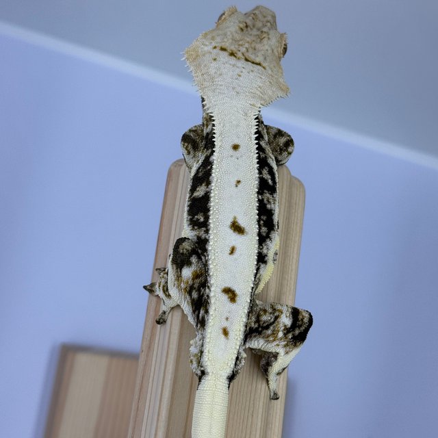 릴리화이트 엑조틱