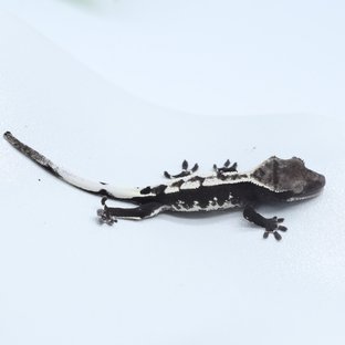 아잔틱