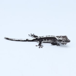 아잔틱