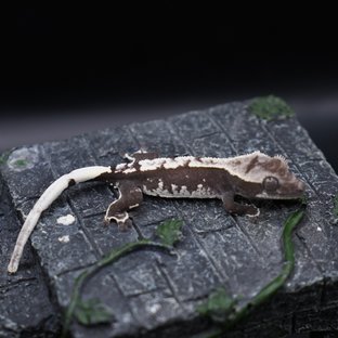 아잔틱
