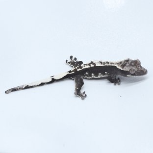 아잔틱