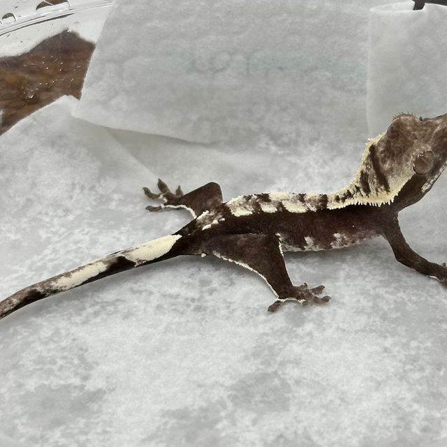 아잔틱