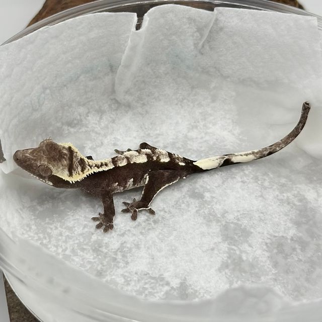 아잔틱